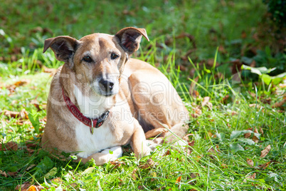 Dog lying in the grass