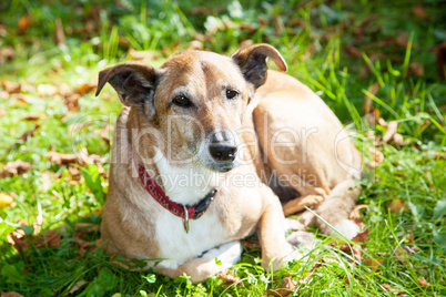 Dog lying in the grass