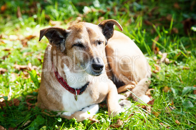 Dog lying in the grass