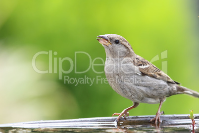 Haussperling (Passer domesticus)