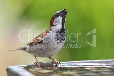 Haussperling (Passer domesticus)