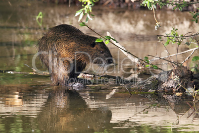 Nutria (Myocastor coypus)