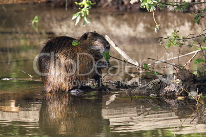 Nutria (Myocastor coypus)