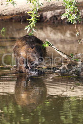 Nutria (Myocastor coypus)