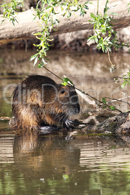 Nutria (Myocastor coypus)