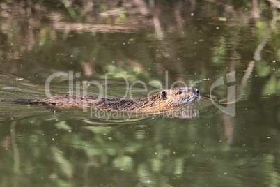 Nutria (Myocastor coypus)