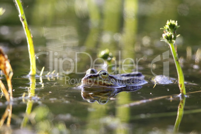 Teichfrosch (Pelophylax esculentus)