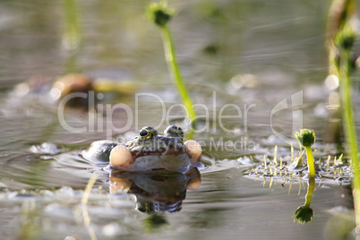 Teichfrosch (Pelophylax esculentus)