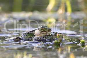 Teichfrösche (Pelophylax esculentus)