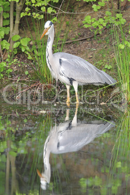 Graureiher (Ardea cinerea)