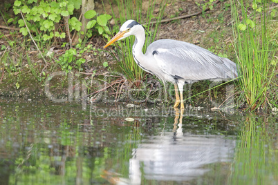 Graureiher (Ardea cinerea)