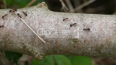 Ameisen transportieren gemeinsam ein Aststück