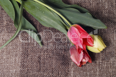 bouquet of colorful tulips