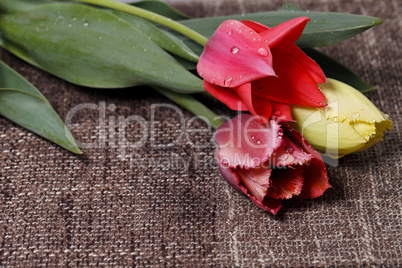 bouquet of colorful tulips