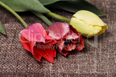 bouquet of colorful tulips