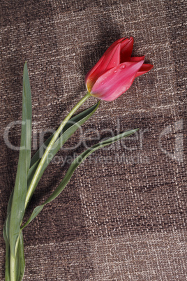 flower on the texture background