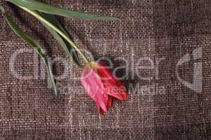 flower on the texture background