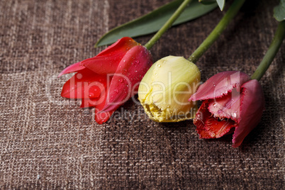 bouquet of colorful tulips