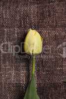 flower on the texture background