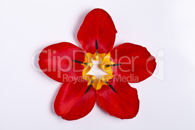 petals of red tulip