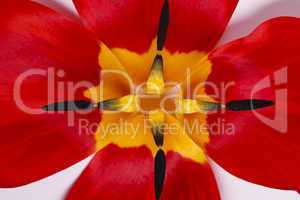 petals of red tulip
