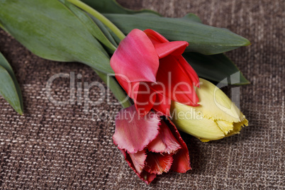 bouquet of colorful tulips