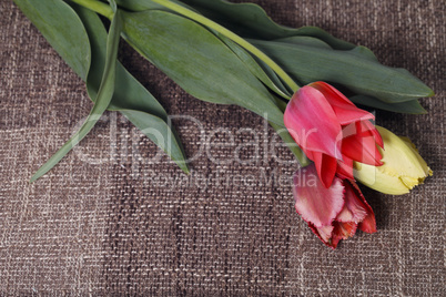 bouquet of colorful tulips