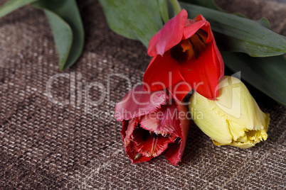 bouquet of colorful tulips