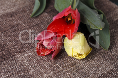 bouquet of colorful tulips