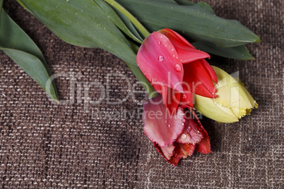 bouquet of colorful tulips