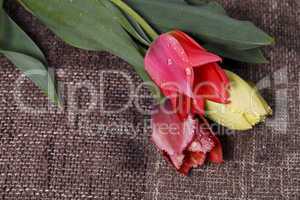 bouquet of colorful tulips