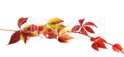 Red autumn branch of grapes leaves