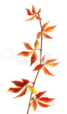 Autumn branch of grapes leaves