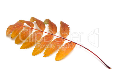 Autumn rowan leaf on white background