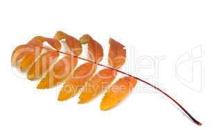 Autumn rowan leaf on white background