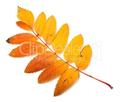 Multicolor autumn rowan leaf
