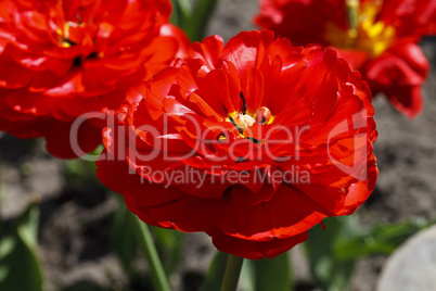 large, bright red flower