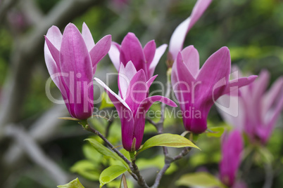 Beautiful magnolia flowers