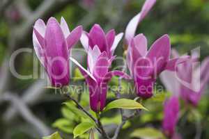 Beautiful magnolia flowers