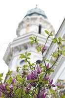 Beautiful flowers of magnolias and the church