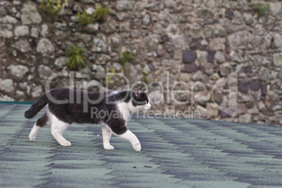 black and white cat on the roof