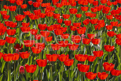 bright red tulips blooming meadow
