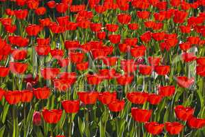 bright red tulips blooming meadow