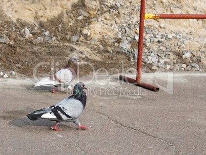 Two pigeons on the asphalt