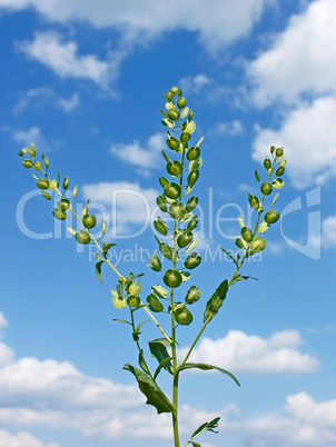 Field Pennycress plant