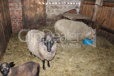 Sheep in the shed