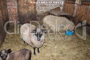 Sheep in the shed