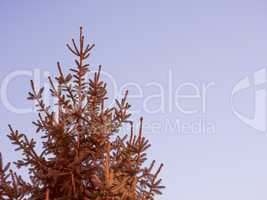 Retro look Pine tree