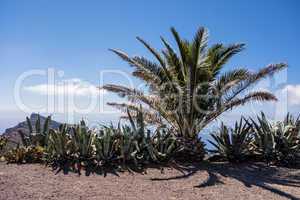 Landschaft auf Teneriffa