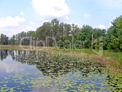 Lily pads and Trees